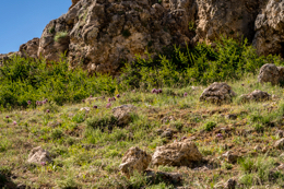 Al-Arz;Iris;Iris-Cedreti;Kaleidos;Kaleidos-images;Lebanon;Middle-East;Near-East;Proche-Orient;Tarek-Charara;Flowers;Endemic;Endangered-species;Endemic-species;Critically-endangered;Critically-endangered-species